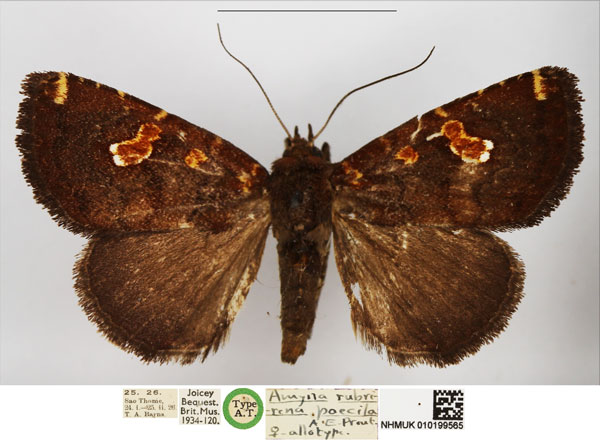 /filer/webapps/moths/media/images/P/poecila_Amyna_AT_NHMUK.jpg