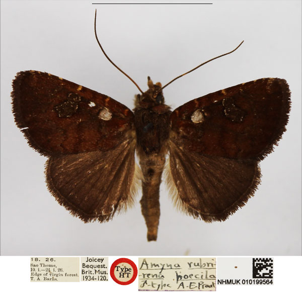 /filer/webapps/moths/media/images/P/poecila_Amyna_HT_NHMUK.jpg