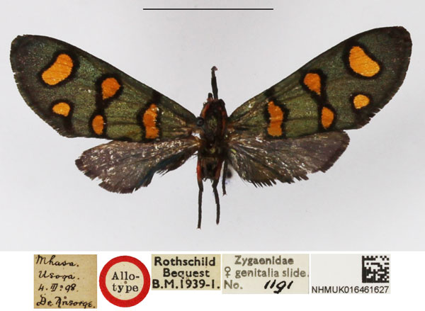 /filer/webapps/moths/media/images/P/poecila_Arniocera_AT_NHMUK.jpg