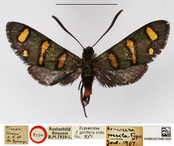 /filer/webapps/moths/media/images/P/poecila_Arniocera_HT_NHMUK.jpg