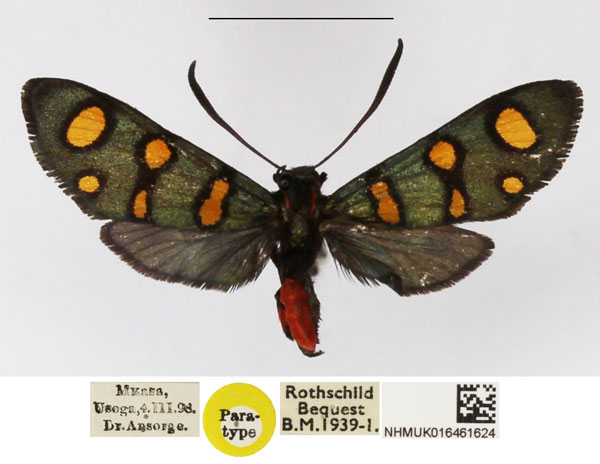 /filer/webapps/moths/media/images/P/poecila_Arniocera_PT_NHMUK_01.jpg
