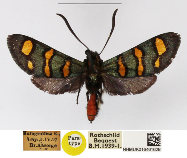 /filer/webapps/moths/media/images/P/poecila_Arniocera_PT_NHMUK_02.jpg