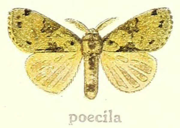 /filer/webapps/moths/media/images/P/poecila_Dasychira_HT_Hering_21h.jpg