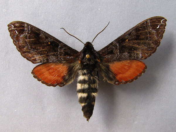 /filer/webapps/moths/media/images/P/poecila_Dovania_A_Baron_01.jpg