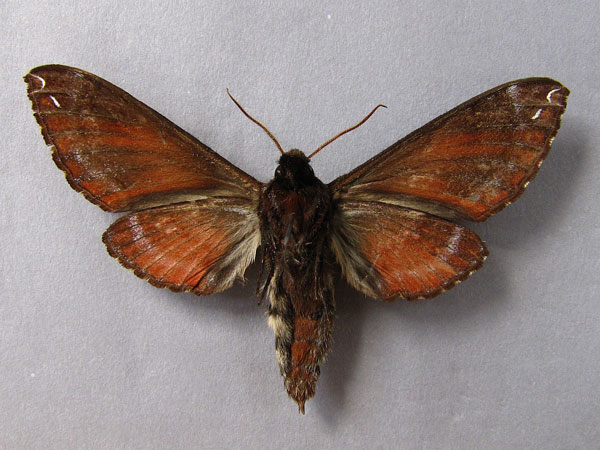 /filer/webapps/moths/media/images/P/poecila_Dovania_A_Baron_02.jpg