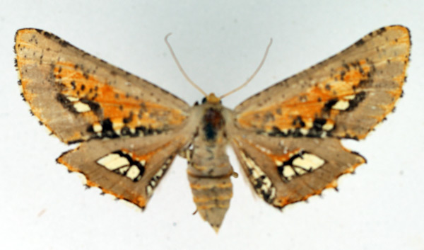 /filer/webapps/moths/media/images/P/poecilaria_Coenina_AF_TMSA.jpg