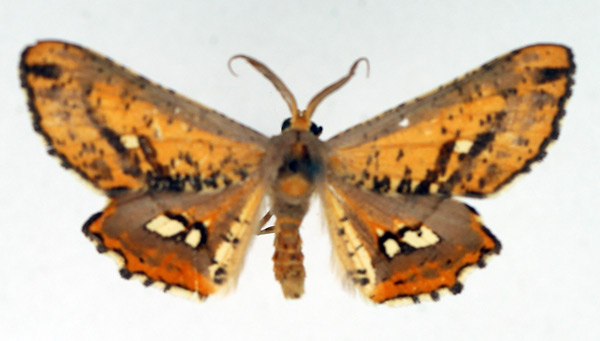 /filer/webapps/moths/media/images/P/poecilaria_Coenina_AM_TMSA.jpg