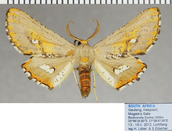 /filer/webapps/moths/media/images/P/poecilaria_Coenina_AM_ZSMa.jpg