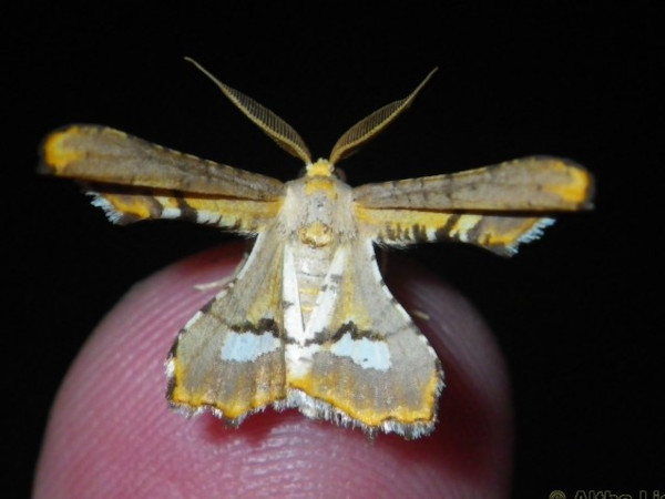 /filer/webapps/moths/media/images/P/poecilaria_Coenina_A_Liebenberg.jpg