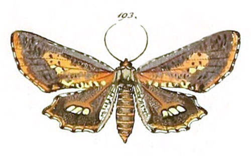 /filer/webapps/moths/media/images/P/poecilaria_Geometra_STF_HS-193.jpg
