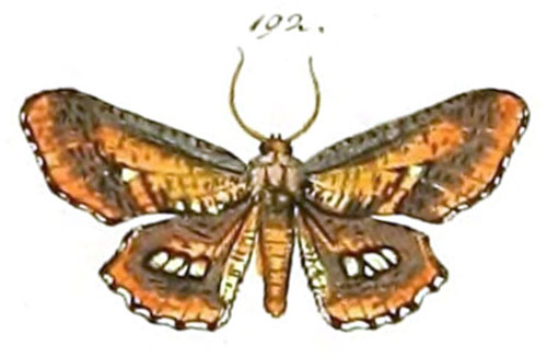 /filer/webapps/moths/media/images/P/poecilaria_Geometra_STM_HS-192.jpg