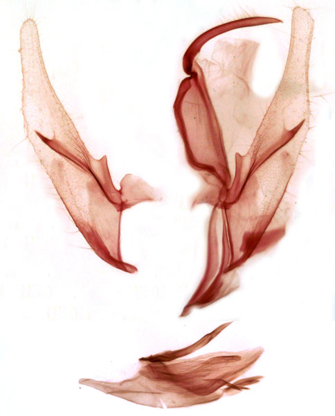 /filer/webapps/moths/media/images/P/poecilopa_Rhynchina_GMHT_TMSA_7834.jpg