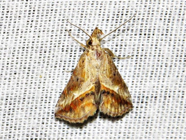 /filer/webapps/moths/media/images/P/poecilopa_Zekelita_A_Braun.jpg