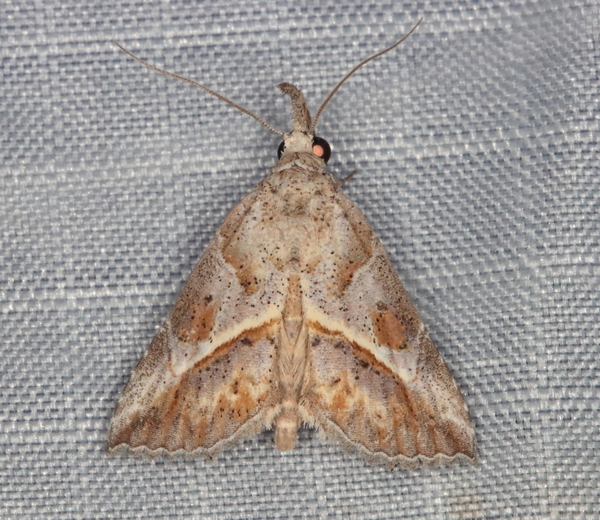 /filer/webapps/moths/media/images/P/poecilopa_Zekelita_A_Heyns_01.jpg.JPG