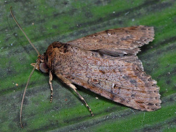 /filer/webapps/moths/media/images/P/poecilosoma_Stictopera_A_Mazzei_01.jpg