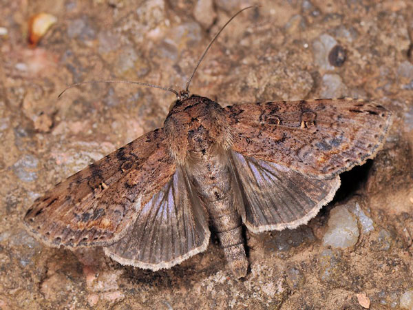 /filer/webapps/moths/media/images/P/poecilosoma_Stictopera_A_Mazzei_02.jpg