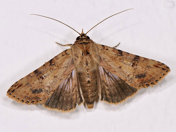 /filer/webapps/moths/media/images/P/poecilosoma_Stictopera_A_Mazzei_03.jpg