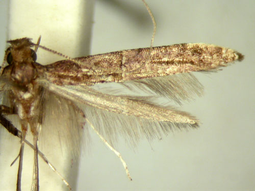 /filer/webapps/moths/media/images/P/poecilostola_Caloptilia_HT_TMSA5657.jpg