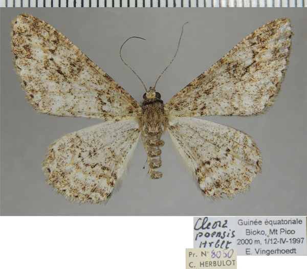 /filer/webapps/moths/media/images/P/poensis_Cleora_AF_ZSM.jpg