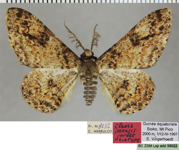 /filer/webapps/moths/media/images/P/poensis_Cleora_HT_ZSMa.jpg