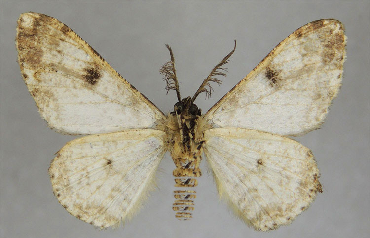 /filer/webapps/moths/media/images/P/poensis_Cleora_HT_ZSMb.jpg