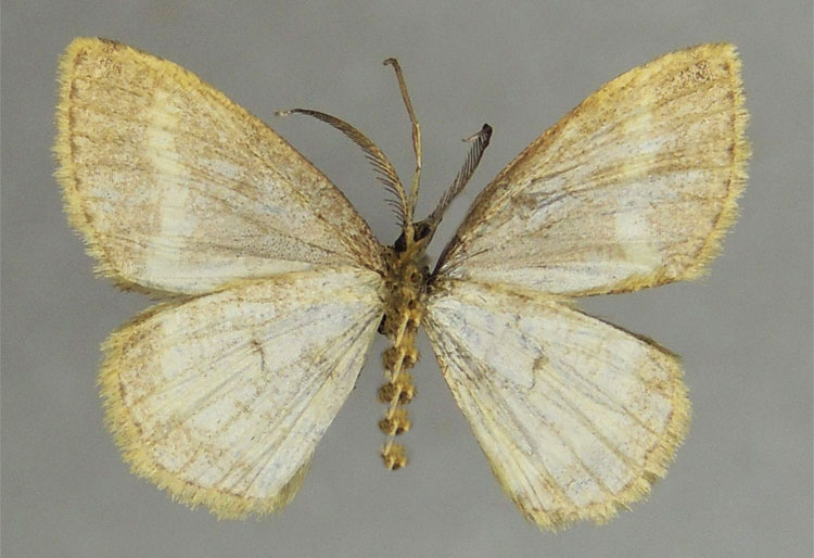 /filer/webapps/moths/media/images/P/poensis_Xenostega_HT_ZSMb.jpg