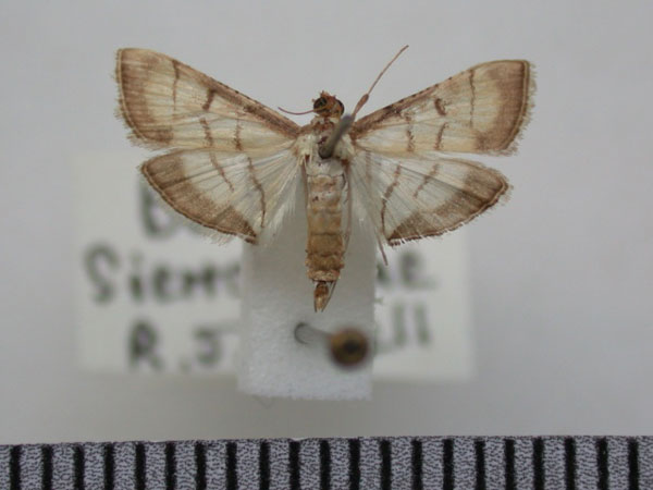 /filer/webapps/moths/media/images/P/poeyalis_Cnapholocrocis_A_Revell.jpg