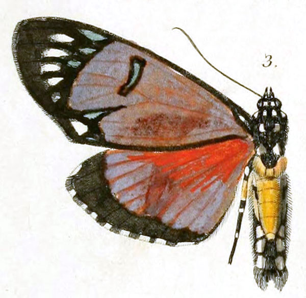/filer/webapps/moths/media/images/P/poggei_Eusemia_HT_Dewitz_2-3.jpg