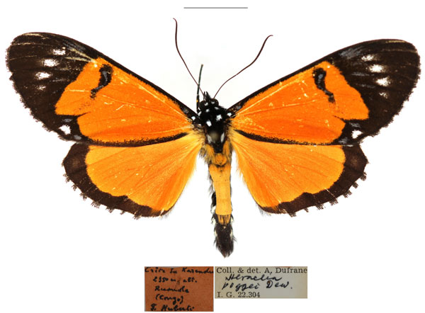 /filer/webapps/moths/media/images/P/poggei_Heraclia_AM_RBINS.JPG