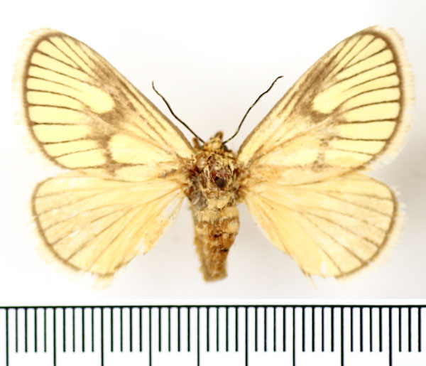 /filer/webapps/moths/media/images/P/polana_Cosuma_AF_BMNH.jpg