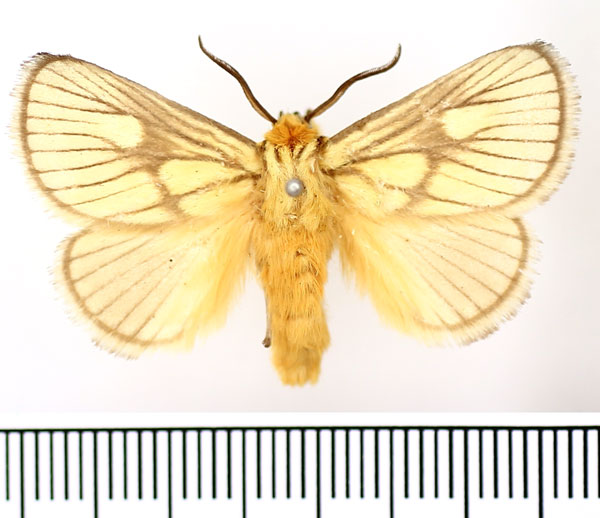 /filer/webapps/moths/media/images/P/polana_Cosuma_AM_BMNH.jpg