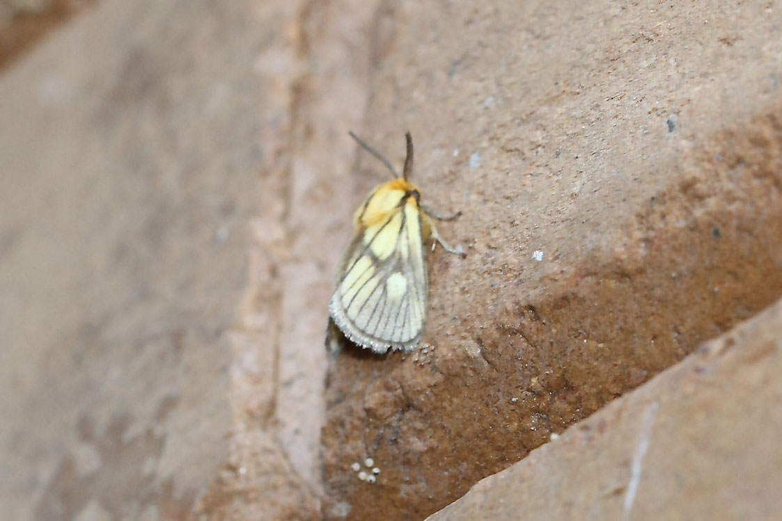 /filer/webapps/moths/media/images/P/polana_Cosuma_A_Voaden_01.jpg