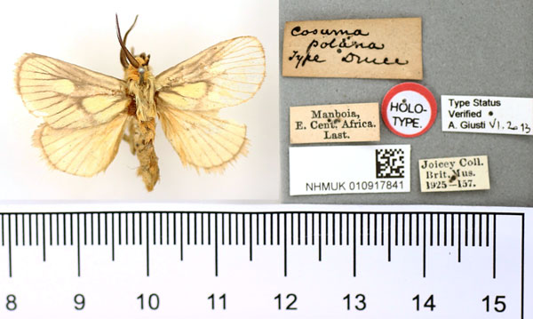 /filer/webapps/moths/media/images/P/polana_Cosuma_HT_BMNH.jpg