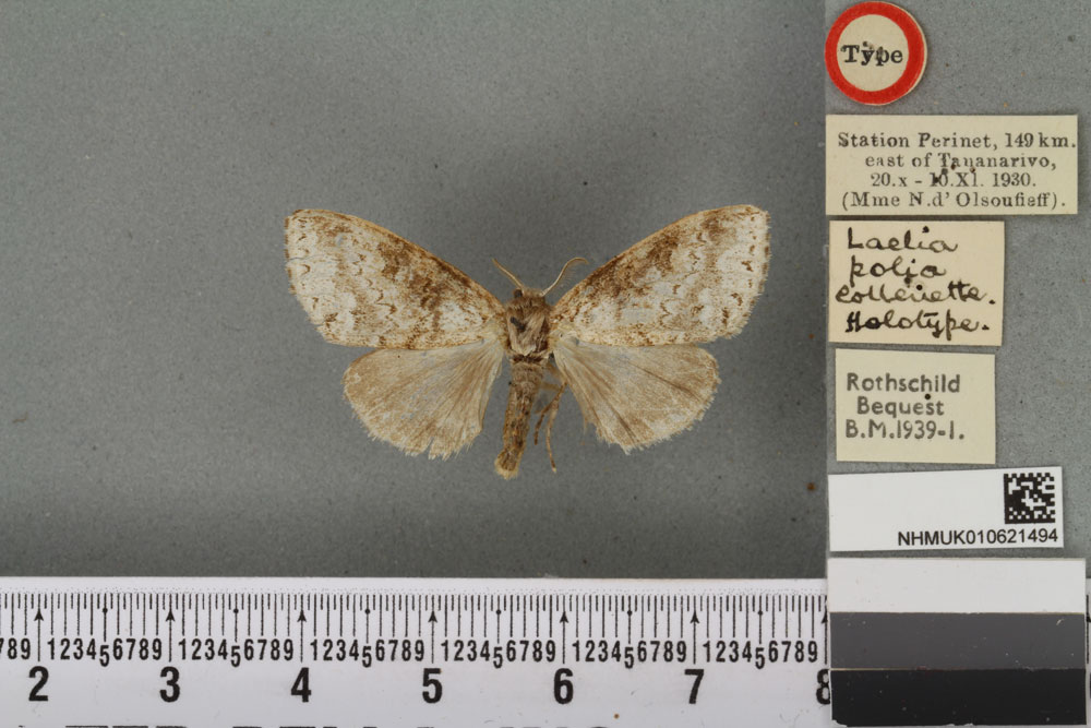 /filer/webapps/moths/media/images/P/polia_Laelia_HT_BMNHa.jpg