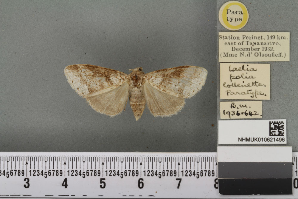 /filer/webapps/moths/media/images/P/polia_Laelia_PTF_BMNHa.jpg