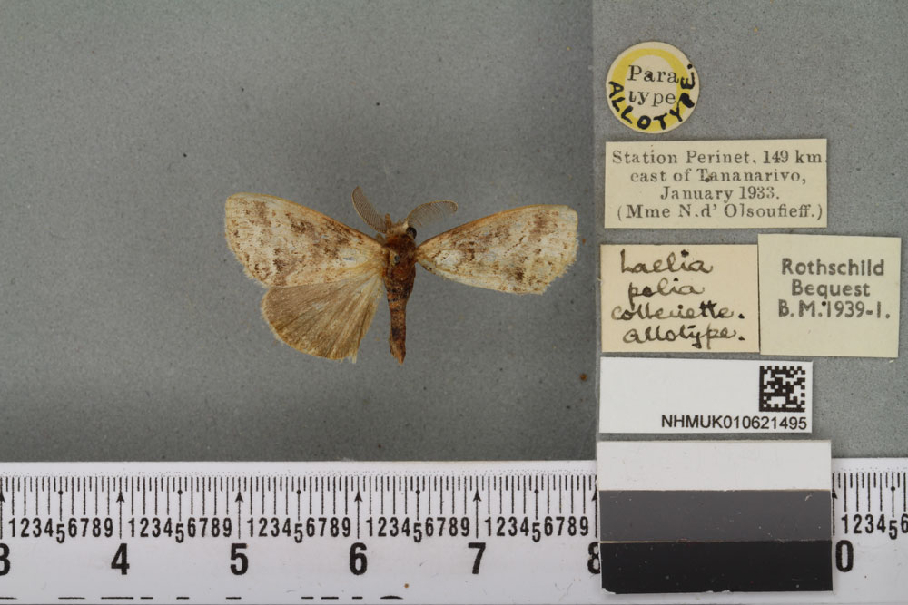 /filer/webapps/moths/media/images/P/polia_Laelia_PTM_BMNHa.jpg
