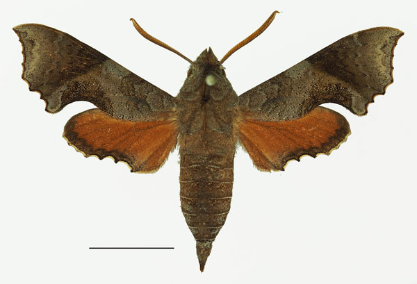 /filer/webapps/moths/media/images/P/polia_Temnora_AM_Basquin_01a.jpg