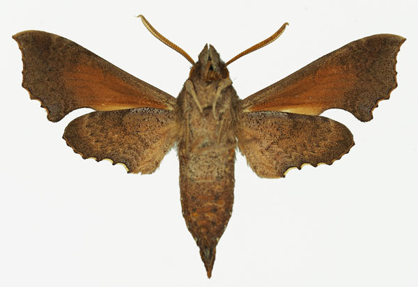 /filer/webapps/moths/media/images/P/polia_Temnora_AM_Basquin_01b.jpg
