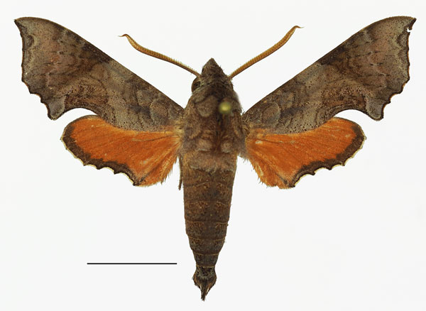 /filer/webapps/moths/media/images/P/polia_Temnora_AM_Basquin_02.jpg