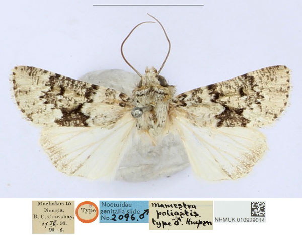 /filer/webapps/moths/media/images/P/poliastis_Mamestra_PLT_BMNH_M4DKTO2.jpg