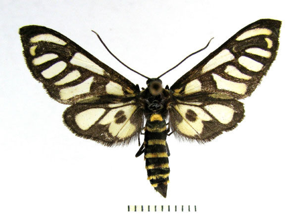 /filer/webapps/moths/media/images/P/polidamon_Cacoethes_A_TMSA.jpg