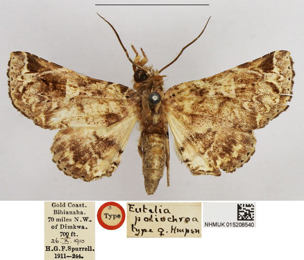 /filer/webapps/moths/media/images/P/poliochroa_Eutelia_HT_NHMUK.jpg