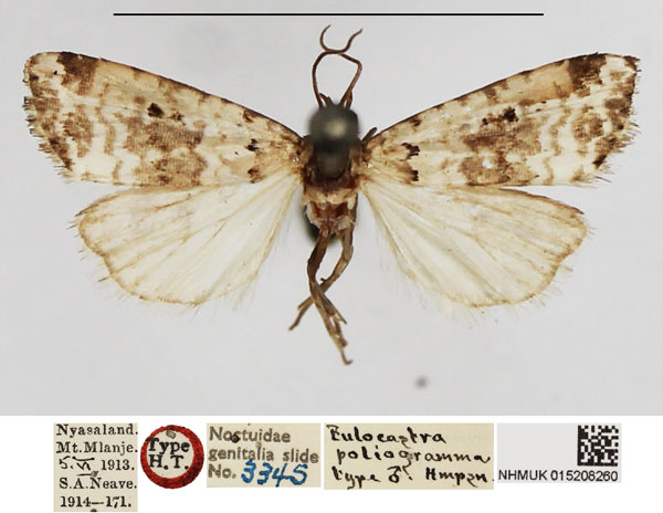 /filer/webapps/moths/media/images/P/poliogramma_Eulocastra_HT_NHMUK.jpg