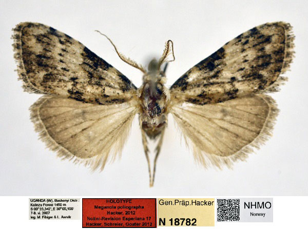 /filer/webapps/moths/media/images/P/poliographa_Meganola_HT_NHMO_niScnZK.jpg