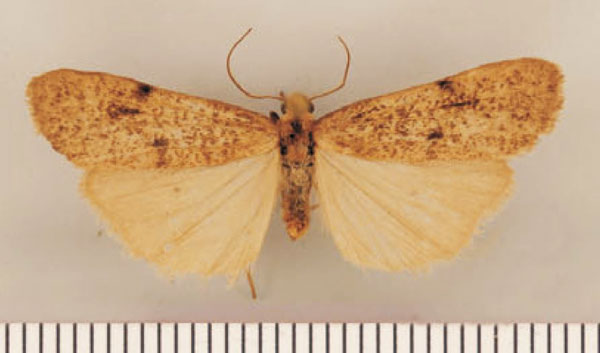 /filer/webapps/moths/media/images/P/poliographa_Pasteosia_HT_TMSA.jpg