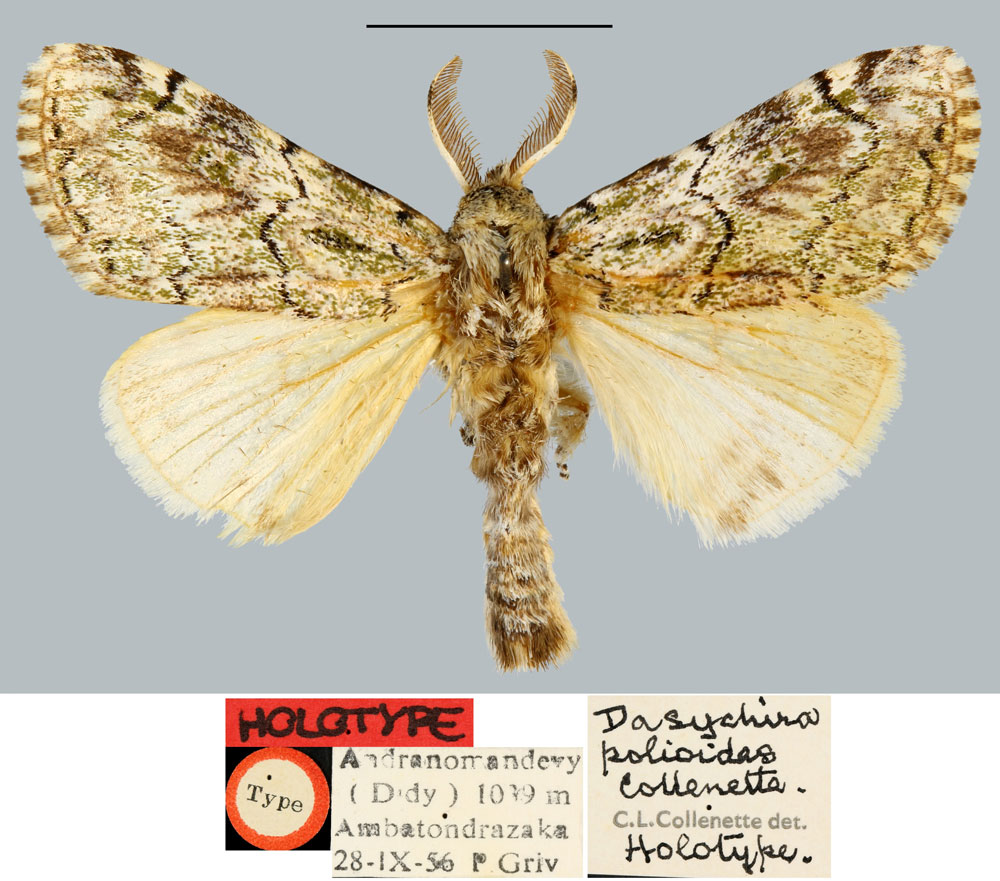 /filer/webapps/moths/media/images/P/polioides_Dasychira_HT_MNHN.jpg