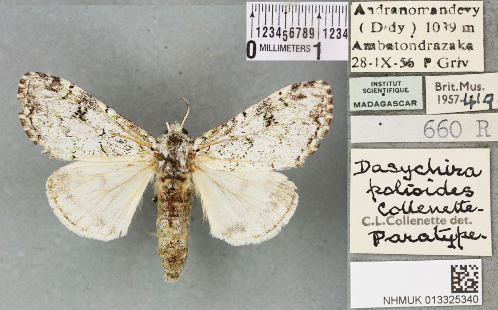 /filer/webapps/moths/media/images/P/polioides_Dasychira_PTM_BMNHa.jpg
