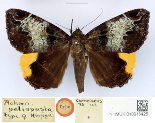 /filer/webapps/moths/media/images/P/poliopasta_Achaea_HT_BMNH.jpg