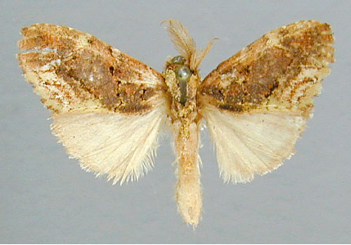 /filer/webapps/moths/media/images/P/polioplaga_Boscawenia_A_RMCA_01.jpg