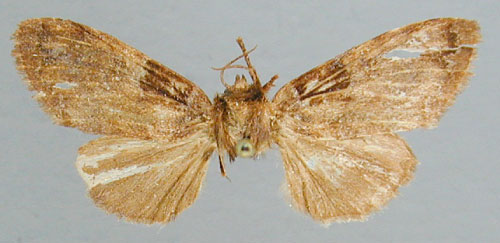 /filer/webapps/moths/media/images/P/polioplaga_Boscawenia_A_RMCA_02.jpg